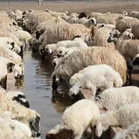 کل مناطق تهران گوسفند زنده بهداشتی گوشتی در محل|حیوانات مزرعه|تهران, سازمان برنامه|دیوار