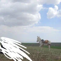 خر گمشدع