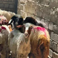 مغانی درجه یک قوچ بره نر گوسفند گاو میش|حیوانات مزرعه|تهران, فلسطین (میدان انقلاب)|دیوار