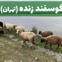 ٪خریدتلفنی گوسفند زنده بره از ۳۵تا۷۰ کیلو کل طهران|حیوانات مزرعه|تهران, نارمک|دیوار