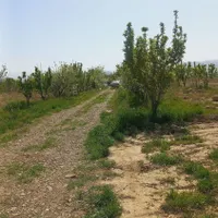 زمین‌‌باغی|فروش زمین و ملک کلنگی|چناران, |دیوار