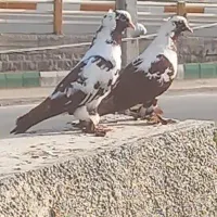 ککیلی یک جفت داوادداگمشده (ساتیام)