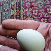 تخم نطفه دار بلدرچین|حیوانات مزرعه|بیرجند, |دیوار
