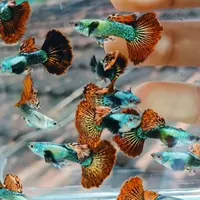 گوپی کم یاب|ماهی|فولادشهر, A6|دیوار