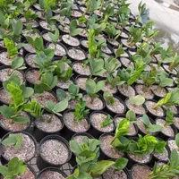 گیاه و گل  اپارتمانی وباغچه ای.. عمده و تک|گل و گیاه طبیعی|تهران, یافت آباد جنوبی|دیوار