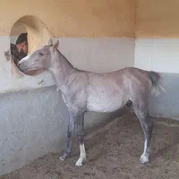 اسب