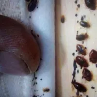 سمپاشی سوسک ساس سم پاشی کنه کک موش موریانه ضمانتی
