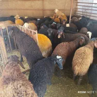 گوسفند زنده.به تمام نقاط تهران...|حیوانات مزرعه|تهران, جیحون|دیوار