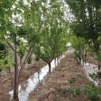 باغ زیرقـیمت سند/برق کوشک کرسنگ زازران گل مینا