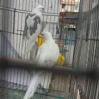 نر دو کت ماده آلبینو|پرنده|رشت, رودبارتان|دیوار