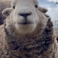 بره نر چاق گوسفند زنده