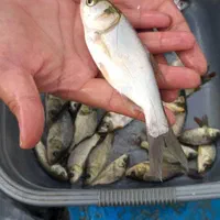 بچه ماهی کپور و امور و آزاد و کوی|ماهی|تهران, جنتآباد شمالی|دیوار