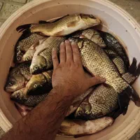 تور ماهیگیری راه بند