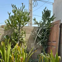 کاکتوس شاخ گوزنی