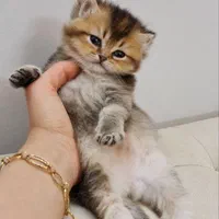 مجموعه گربه های مهربون ( بریتیش پرشین اسکاتیش)|گربه|اهواز, کیانپارس |دیوار