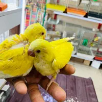 پرنده سرلاکی طوطی سرلاکی|پرنده|اهواز, آریاشهر|دیوار