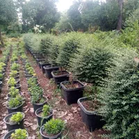 سیکاس بامبو خیزران نی گل محمدی رز یوکا سرویس خدمات|خدمات باغبانی و درختکاری|تهران, آرژانتین|دیوار