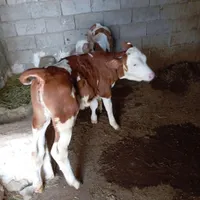 تلقیح مصنوعی گاو
