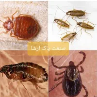 شرکت خدمات سمپاشی سوسک موریانه زدایی سم پاشی ساس|خدمات نظافت|بندر گناوه, |دیوار