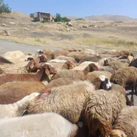 ۱۳۶ راس گوسفند داشتی شیشک و آبستن با ۷ بره|حیوانات مزرعه|مریوان, |دیوار