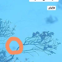 شیشه جلو ترمیم شکستگی|خدمات پیشه و مهارت|تهران, جی|دیوار