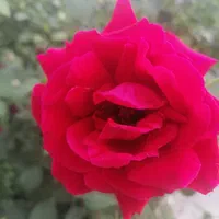 پرستار دختر بچه 8 ساله