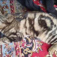 گربه گمشده