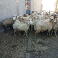 فروش گوسفند زنده شکم خالی چاق مناسب برای قربانی|حیوانات مزرعه|کرج, دهقان ویلا|دیوار
