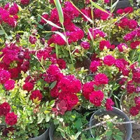 گل رزعطری.رزهلندی. نسترن سفید. هفت رنگ. ساناز