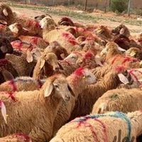 گوسفند زنده کود حیوانی قصابی مرغ خروس بوقلمون