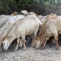 گوسفند کردستان با پلاک دامپزشکی|حیوانات مزرعه|تهران, پونک|دیوار