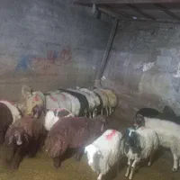 گوساله گوسفند زنده جایگاه معتبر فروش|حیوانات مزرعه|تهران, سهروردی|دیوار