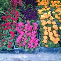 خدمات    باغبانی گلکاری هرسکار ی سمپاشی صفرتاصد|خدمات باغبانی و درختکاری|پردیس, |دیوار