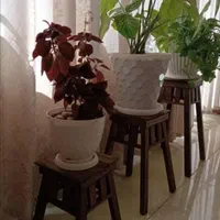 استندگل چهارپایه سه عددباهم۳۰۰زیرقیمت بازار|گل و گیاه طبیعی|اصفهان, باتون|دیوار