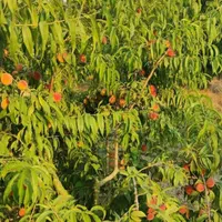 فروش باغ هلو ب مساحت ۲۶۰۰ متر با امتیاز چاه اب