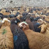 گوسفند مغان،افشار،کردستان،بیجار زنده