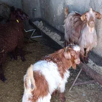 گوسفند زنده سید|حیوانات مزرعه|باقرشهر, |دیوار