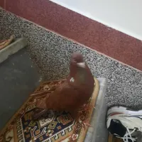 کفتر ایناخ اوجان