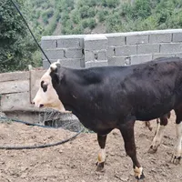 گوساله نر سمینتال