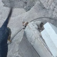 سگ گله ای‌ و نگهبان|سگ|سمنان, |دیوار