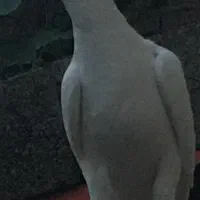 کبوتر. پرشی