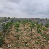 فروش زمین باغی روستای زاک ونجم|فروش زمین و ملک کلنگی|مشهد, الهیه|دیوار