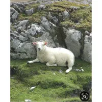 کاروانسرای افشار عرضه گوسفند بره نر بهداشتی