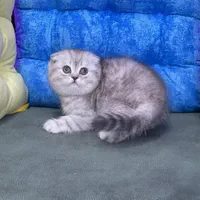 بچه گربه های خوجل موجل|گربه|کرج, باغستان|دیوار