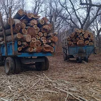 انواع و اقسام مختلف چوب|خدمات باغبانی و درختکاری|اراک, |دیوار