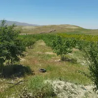 فروش باغ ۵ ساله تحت پمپاژ هولاسو|فروش زمین و ملک کلنگی|شاهین دژ, |دیوار