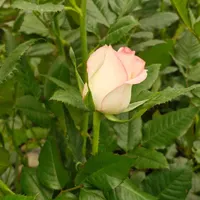 استخدام چند نفرکارگر در مبارکه اصفهان