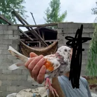 سلام کبوتر ماده پرشی