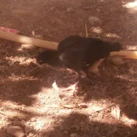 جوجه|پرنده|مشهد, ایوان|دیوار