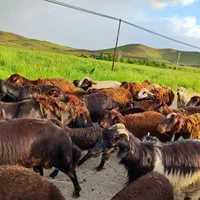 فروش گوسفند زنده شهرری کیانشهر آزادگان باقصاب|حیوانات مزرعه|تهران, مشیریه|دیوار